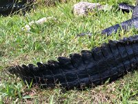 IMG 2445  gator tail