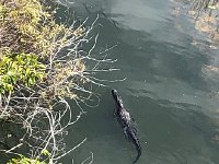 IMG 2455  gator with fish