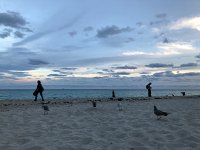 IMG 2474  cloud and gull art