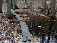 IMG 4275  sags created a walkway for crossing where the water was deep