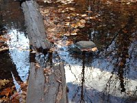 IMG 4276  reflections of sky and clouds
