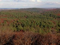 IMG 4280  White pine forest