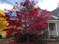 IMG 1362  out front the Japanese maple is showing off (nature and art again)