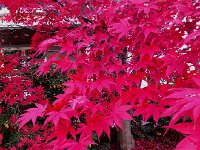 IMG 1367  Really! this is what it looked like!