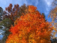 IMG 1368  Northeastern hardwoods (we did have to stop and park the car so that Christine could take this photo)