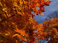 IMG 1370  leaf art close up