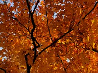 IMG 1372  is this a photo or a painting?