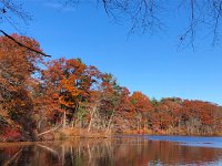 IMG 1378  hardwoods in fall