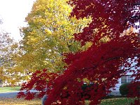 IMG 4245  caught gaulking in the leaves
