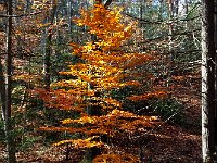 IMG 4254  understory beech