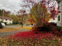 IMG 1399  After a stormy night, the Japanese Maple has shed its foliage