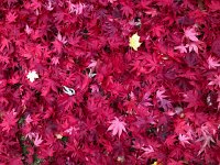 IMG 1400  more leaf art