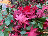 IMG 1402  Ruby red leaves gently resting on the branches of the azalea bushes