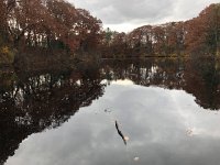 IMG 1406  tree, sky and pond art