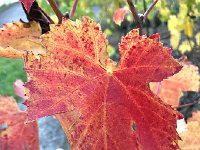 IMG 0499  Christine takes a walk above town
