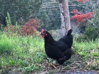 IMG 0501  meets some fowl