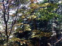 IMG 4038  the beech forest on the way down