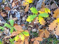 IMG 4043  oaks, like California!