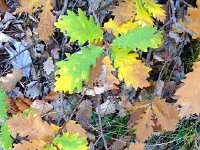 IMG 4044  oaks are rare in Montreux but not in drier Valais
