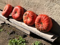 IMG 0532  beautiful pumpkins at the self-service squash stand