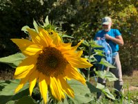 IMG 0535  volunteer sunflowers