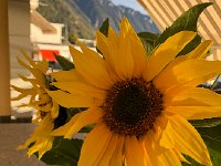 IMG 0557  yellow on the balcony