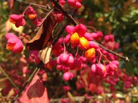 IMG 4054  spp. unknown