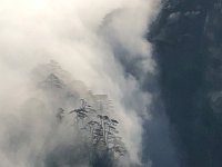 IMG 0774  silhouettes of pines perched on rock pinnacles in the Sea of Clouds