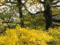 IMG 0790  gingkos at the base station/bus stop