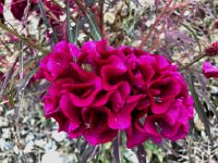 IMG 0795  beautiful flower on road side