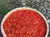 IMG 0810  while the chilis are drying