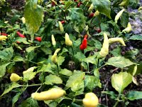 IMG 0814  peppers are an important ingredient!