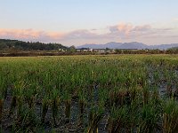 IMG 0822  some go out for a stroll along rice paddies (fresh shoots growing back after harvest)