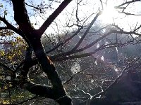 IMG 4128  on our way back to the hotel for breakfast we are treated to sun through spider webs in the trees