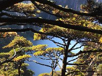 IMG 6895  lovely pines