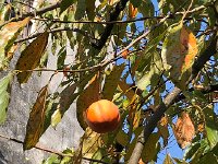 IMG 0877  Persimmons (or kaki as some call them)