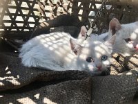 IMG 7016  looking a little peaked