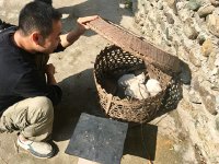 IMG 7020  a basket of white kittens