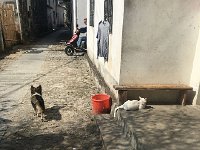 IMG 7021  Mama cat and standard Chinese dog