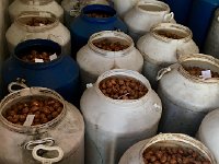 IMG 7083  Chestnuts graded by quality