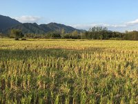 IMG 7097  Late afternoon light over the Bishan area rice paddies