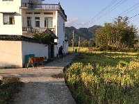 IMG 7098  Along the lanes