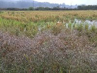 IMG 7152  Water droplets