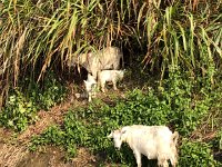 IMG 0913  A last walk up the valley shows goats on the loose