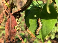 IMG 0916  spiky caterpillars