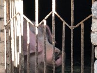 IMG 0917  A sow in her enclosure