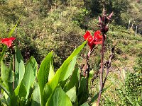 IMG 0923  and some kind of flowering plant