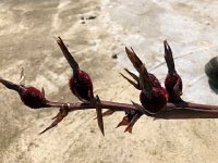 IMG 0924  with fruits