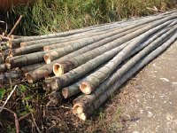 IMG 4151  Some serious bamboo