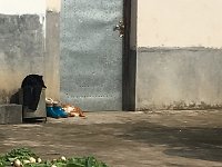 IMG 7163  Cats snoozing with the turnips drying